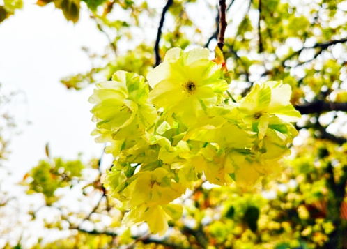 [상품코드 7979] 당일 - 개심사벚꽃여행 서산 개심사 청벚꽃,겹벚꽃&해미읍성(가이드동행)(석식제공)