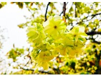 [상품코드 7979] 당일 - 개심사벚꽃여행 서산 개심사 청벚꽃,겹벚꽃&해미읍성(가이드동행)(석식제공)