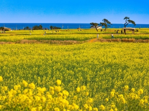 [상품코드 7376] 당일 - 포항 호미반도 유채꽃&죽도시장(가이드동행)(중식제공)