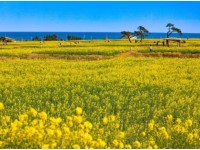 [상품코드 7376] 당일 - 포항 호미반도 유채꽃&죽도시장(가이드동행)(중식제공)