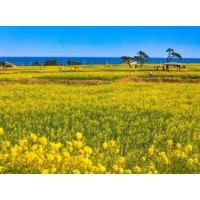 [상품코드 7376] 당일 - 포항 호미반도 유채꽃&죽도시장(가이드동행)(중식제공)