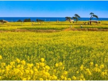 [상품코드 7376] 당일 - 포항 호미반도 유채꽃&죽도시장(가이드동행)(중식제공)