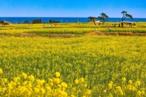 [상품코드 7376] 당일 - 포항 호미반도 유채꽃&죽도시장(가이드동행)(중식제공)