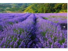 [상품코드 9898] 당일축제여행 - KTX SRT - 보랏빛 꽃천지!! 정읍 허브원 라벤더꽃 & 담양죽녹원 & 메타세콰이어 여행(중식제공)--대전역 승하차(5/23~)