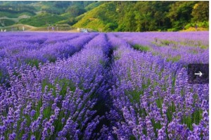 [상품코드 9899] 당일 - 봄꽃축제여행 (동대구/김천구미 출발)KTX - 정읍 허브원 라벤더꽃 & 담양죽녹원 & 메타세콰이어 여행(중식제공) 5/23~