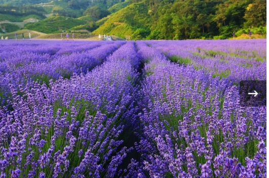 [상품코드 9809] 당일 -라벤더축제여행 (수원출발)새마을호 - 보랏빛 꽃천지!! 정읍 허브원 라벤더꽃 & 담양죽녹원 & 메타세콰이어 여행(중식제공)