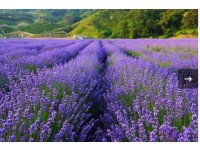 [상품코드 9809] 당일 -라벤더축제여행 (수원출발)새마을호 - 보랏빛 꽃천지!! 정읍 허브원 라벤더꽃 & 담양죽녹원 & 메타세콰이어 여행(중식제공)