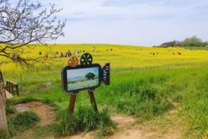 [상품코드 7024] 당일 - 고창 청보리밭 축제&선운사 (수도권/경상권출발) [석식제공] 가이드동행