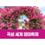 [상품코드 7799] 곡성세계장미축제&광한루원(중식제공) 가이드동행 수도권/충청권/경상권  출발  5/22,23,24,29,30,31 출발