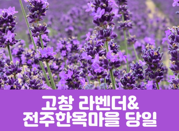 [상품코드 7001] 고창 라벤더 축제&전주한옥마을(당일) 수도권/충청권/전라권/경상권 출발 ~