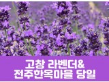 [상품코드 7001] 고창 라벤더 축제&전주한옥마을(당일) 수도권/충청권/전라권/경상권 출발 ~