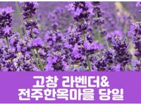 [상품코드 7001] 고창 라벤더 축제&전주한옥마을(당일) 수도권/충청권/전라권/경상권 출발 ~