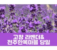 [상품코드 7001] 고창 라벤더 축제&전주한옥마을(당일) 수도권/충청권/전라권/경상권 출발 ~