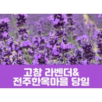 [상품코드 7001] 고창 라벤더 축제&전주한옥마을(당일) 수도권/충청권/전라권/경상권 출발 ~