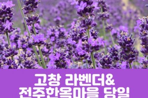 [상품코드 7001] 고창 라벤더 축제&전주한옥마을(당일) 수도권/충청권/전라권/경상권 출발 ~