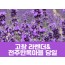 [상품코드 7001] 고창 라벤더 축제&전주한옥마을(당일) 수도권/충청권/전라권/경상권 출발 ~