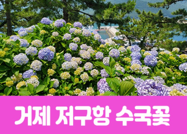 [상품코드 7188] 거제 저구항 수국꽃&바람의 언덕(당일) 수도권,경상권 출발 (중식,석식제공)
