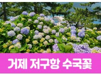 [상품코드 7188] 거제 저구항 수국꽃&바람의 언덕(당일) 수도권,경상권 출발 (중식,석식제공)