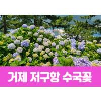 [상품코드 7188] 거제 저구항 수국꽃&바람의 언덕(당일) 수도권,경상권 출발 (중식,석식제공)