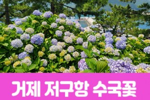 [상품코드 7188] 거제 저구항 수국꽃&바람의 언덕(당일) 수도권,경상권 출발 (중식,석식제공)