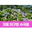 [상품코드 7188] 거제 저구항 수국꽃&바람의 언덕(당일) 수도권,경상권 출발 (중식,석식제공)