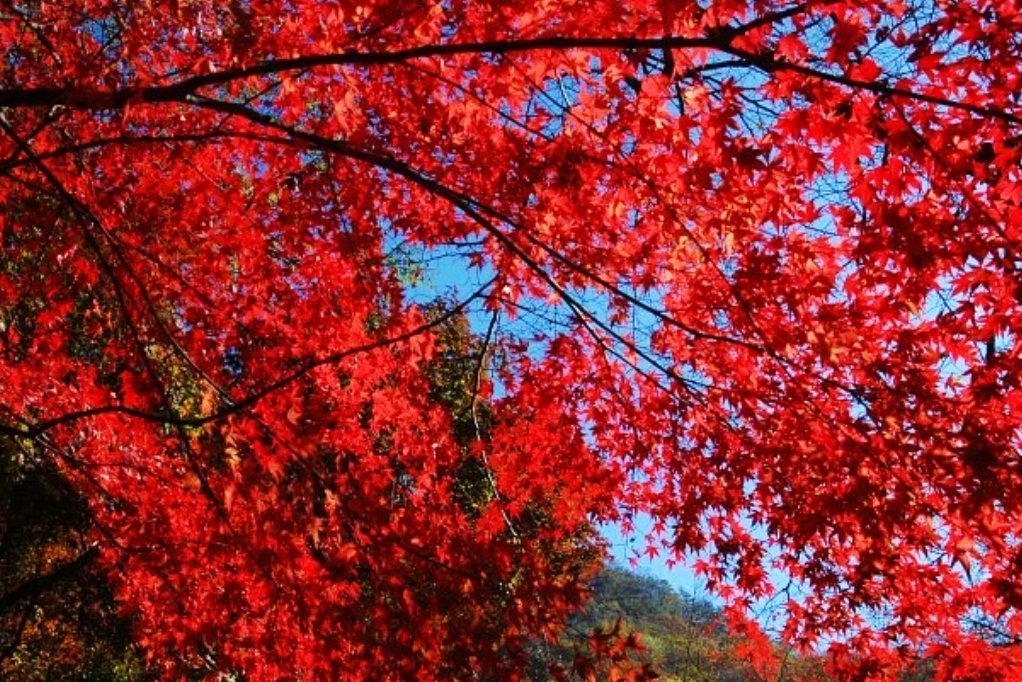 [상품코드 5944] #3 KTX / SRT 내장산 단풍 ◈전라별미기행◈ 1박2일(군산*장항*전주*정읍*고창)전일정식사제공(가이드동행)