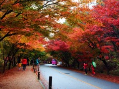 [상품코드 5944] #3 KTX / SRT 내장산 단풍 ◈전라별미기행◈ 1박2일(군산*장항*전주*정읍*고창)전일정식사제공(가이드동행)