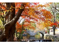 [상품코드 9824] 당일선운사단풍여행 (수원역출발)새마을+무궁화 - 고창 선운사 가을단풍 & 부안 내소사 * 전나무 숲길 여행 (당일)