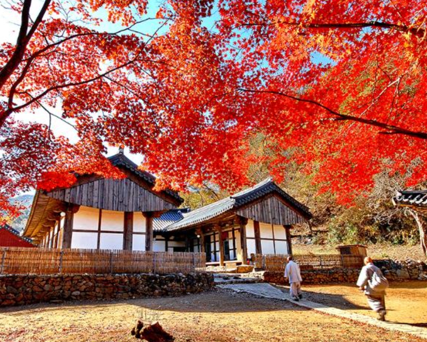 [상품코드 9324] 당일 마곡사단풍여행 [서울역,수원역,수서역 출발] KTX / SRT- 세계유산 산사!! 마곡사 가을단풍 & 청양 출렁다리 & 고운식물원 여행 [중식제공]