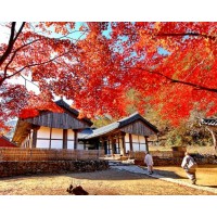 [상품코드 9324] 당일 마곡사단풍여행 [서울역,수원역,수서역 출발] KTX / SRT- 세계유산 산사!! 마곡사 가을단풍 & 청양 출렁다리 & 고운식물원 여행 [중식제공]