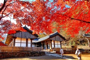 [상품코드 9324] 당일 마곡사단풍여행 [서울역,수원역,수서역 출발] KTX / SRT- 세계유산 산사!! 마곡사 가을단풍 & 청양 출렁다리 & 고운식물원 여행 [중식제공]