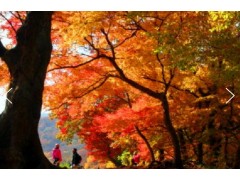 [상품코드 9178] 백양사단풍당일여행 (수원역/서대전역 출발)  새마을호 - 천년 고찰!! 백양사 애기 가을단풍 여행(07:03분출발)