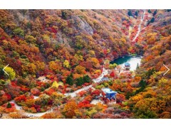 [상품코드 9177] 내장산가을단풍당일여행 [서대전역출발] KTX+새승 - 가을여행의 1번지!! 내장산(내장사)가을단풍 여행 (당일)