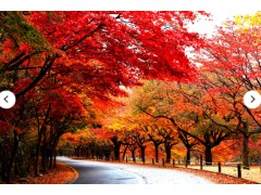[상품코드 3521] 당일내장산여행 [KTX] 대한민국 최고의 단풍 내장산 단풍 & 한옥마을 하루 기차여행 (용산/수서출발)인솔자동행[중식제공]