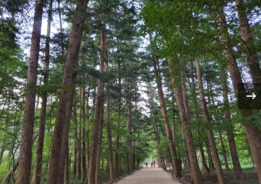 [상품코드 6399] 당일 선운산단풍여행 [S-train] 선운산ㆍ고창읍성 기차여행 (가이드동행)중식제공