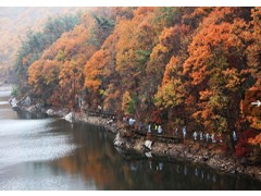 [상품코드 6788] 당일내변산단풍여행 [S-train] 내변산 직소폭포 & 새만금드라이브 기차여행(가이드동행)중식제공