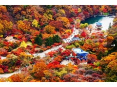 [상품코드 6488] 당일 KTX- 담양 죽녹원ㆍ메타세콰이어 & 내장산단풍 기차여행(가이드동행)-06:29 출발,중식,석식제공