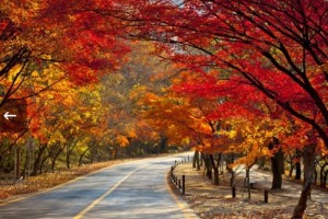 [상품코드 6188] 1박2일 내장산단풍여행 KTX- 전북명산 기차여행(가이드동행)전일정식사제공