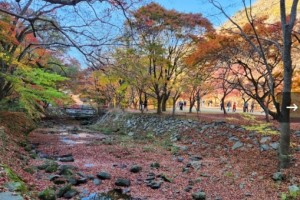 [상품코드 6688] 당일 ITX새마을- 선운산단풍ㆍ내장산단풍 기차여행(가이드동행) _ 06:24 출발  석식제공