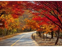 [상품코드 6305] [KTX/가을] 2026년 단풍명소! 내장산 단풍 기차여행 (10/24~11/15) 08:20분출발