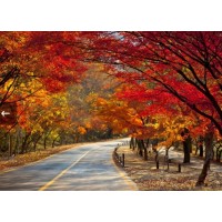 [상품코드 6305] [KTX/가을] 2026년 단풍명소! 내장산 단풍 기차여행 (10/24~11/15) 08:20분출발
