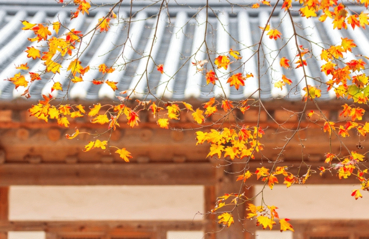 [상품코드 6306] 당일선운사단풍여행 [KTX/가을] 단풍 천국 내소사&선운사 당일 기차여행 (10/24~11/15) 08:20분출발