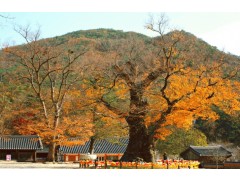 [상품코드 6306] 당일선운사단풍여행 [KTX/가을] 단풍 천국 내소사&선운사 당일 기차여행 (10/24~11/15) 08:20분출발
