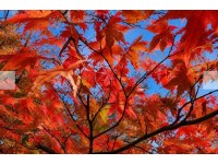 [상품코드 5094] 설악산당일 단풍여행  외설악(토왕성폭포 전망대/비선대) 트레킹+대포항 (중식제공) 가이드동행