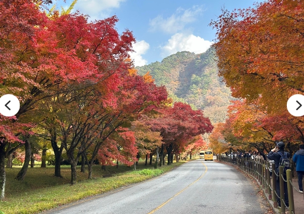 [상품코드 1600] 당일내장산단풍여행 [팔도장터열차] 11월 5일 정읍 내장산 단풍 / 아양사랑숲 핑크뮬리 11/5(목)하루출발