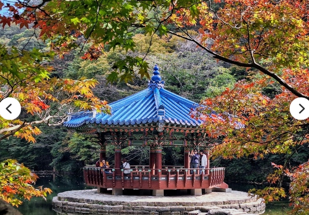 [상품코드 1600] 당일내장산단풍여행 [팔도장터열차] 11월 5일 정읍 내장산 단풍 / 아양사랑숲 핑크뮬리 11/5(목)하루출발