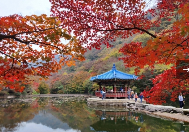 [상품코드 6401] [S-train] 내장산 단풍 기차여행(당일)  (서울,수원,천안, 출발) 11/ 7,14 출발확정