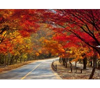 [상품코드 6401] [S-train] 내장산 단풍 기차여행(당일)  (서울,수원,천안, 출발) 11/ 7,14 출발확정