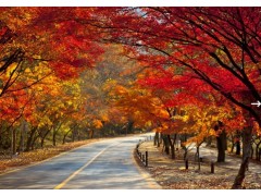 [상품코드 6401] [S-train] 내장산 단풍 기차여행(당일)  (서울,수원,천안, 출발) 11/ 7,14 출발확정