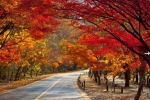 [상품코드 6401] [S-train] 내장산 단풍 기차여행(당일)  (서울,수원,천안, 출발) 11/ 7,14 출발확정